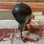 30’s Buco Eaglet Motorcycle Helmet - Small